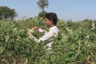 સાબરકાંઠા જિલ્લાના કેશરપુરા ગામના યુવકે શાકભાજીમાં શોધી નવીન જાત, હજારો ખેડૂતોને થશે ફાયદો