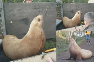 Sheriff's deputies and Washington state wildlife officials had a standoff with a rather grumpy sea lion that was found wandering a rural road.