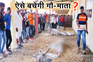 bad conditions of cow in Kamadhenu cow sanctuary
