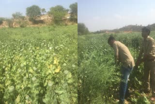 illegal poppy cultivation, कोटा न्यूज, karauli news, राजस्थान न्यूज