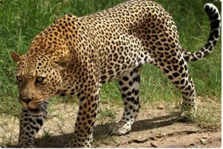 The dreaded leopard hunted the dog in Mandu