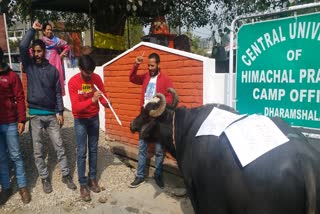 abvp protest in central university dharamshala