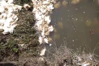 Hundreds of dead chickens thrown into the drain in korba