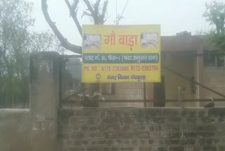 पंचकूला  नगर निगम ने तैयार किया गौ बाड़ा