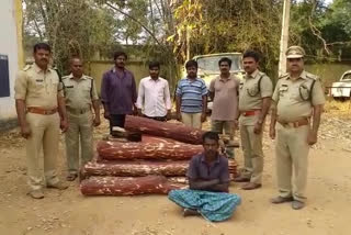 21 red sandalwoods captured by Seshachalam forests