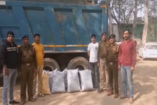 165 kg cannabis recovered from kalsada village palwal