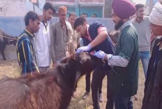 veterinary medical camp organized in allika village palwal