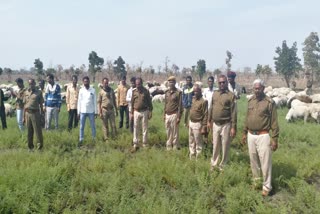 छबड़ा वन विभाग की कार्रवाई, Action of forest department