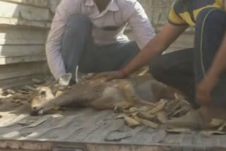 deer-came-to-the-resident-area-of-burhanpur