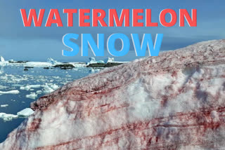 Antarctica snow turns blood red