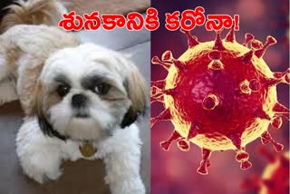 Pet dog quarantined in Hong Kong with low levels of coronavirus