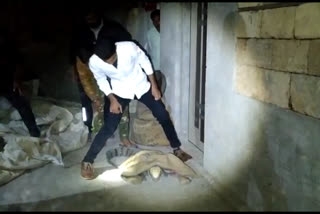 Crocodile rescued from the village of maliya hatina in junagadh