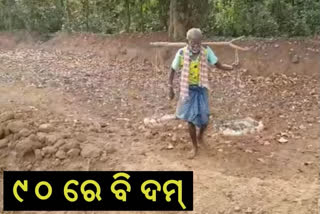 90-years-age-old-man-became-successful-farmer-at-nabarangpur