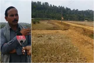 നെല്‍കൃഷി വാർത്ത  കൃഷി വാർത്ത  Paddy cultivation news  Agriculture News