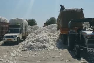 farmers in waiting for cotton saling in market in parbhani