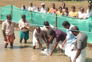 ചുനക്കര  ഒരു നെല്ലും ഒരു മീനും  ആലപ്പുഴ  alappuzha news  chunakkara  Integrated farming method  oru nellum oru meenum