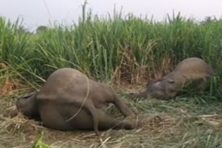 A pair elephants died of current shock