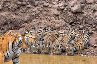 Tigress Keeps Watch As Cubs Drink Water, Tigress Keeps Watch As Cubs Drink Water news, IFS Parveen Kaswan, IFS Parveen Kaswan news, ಹುಲಿ ಮರಿಗಳು ನೀರು ಕುಡಿಯುತ್ತಿರುವ ಚಿತ್ರ, ನೀರು ಕುಡಿಯುತ್ತಿರುವ ಹುಲಿ ಮರಿಗಳಿಗೆ ತಾಯಿ ಅಭಯ, ಐಎಫ್​ಎಸ್ ಪ್ರವೀಣ್​ ಕಾಸ್ವಾನ್​, ಐಎಫ್​ಎಸ್ ಪ್ರವೀಣ್​ ಕಾಸ್ವಾನ್ ಸುದ್ದಿ,