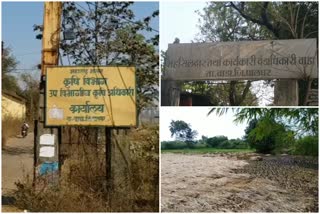 cheating in return for crop insurance in wada taluka palghar