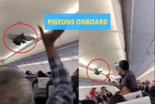 Pigeons spotted inside Jaipur bound GoAir plane