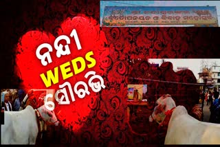 marriage ceremony of cow and buffalo in puri