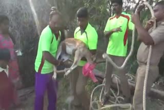 vellore-2-year-old-deer-rescued-from-well