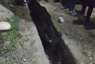 bull fell in the drain in sundernagar