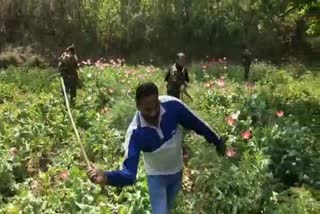 opium cultivation in Ranchi, Ranchi Police, Burmu police station Ranchi, opium cultivation destroyed, रांची में अफीम की खेती, रांची पुलिस, बुढ़मू थाना रांची, अफीम की खेती को नष्ट किया गया