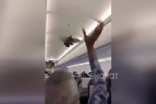 pigeons in plane