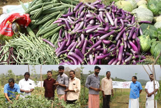 collective farming in taliparamba kannur district  കൂട്ടുകൃഷിയില്‍ വിജയം കൊയ്ത് മൂവര്‍ സംഘം  കണ്ണൂര്‍ പച്ചക്കറി കൃഷി  വിളവെടുപ്പ്  വിളവെടുപ്പ് ഉത്സവം  taliparamba  kannur district