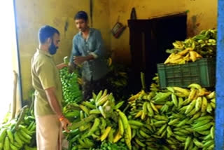 Banana  Fall in banana market  നേന്ത്രക്കായ വിപണിയില്‍ വിലയിടിവ്  നേന്ത്രക്കായ  കാസര്‍കോട്  വിണയില്‍ നേന്ത്രക്കായക്ക് കുത്തനെ വിലയിടിഞ്ഞു  banana market