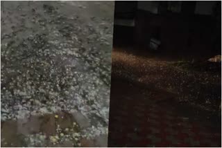 crops destroyed by hailstorm in rewari