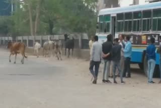 stray animals in rewari bus stand