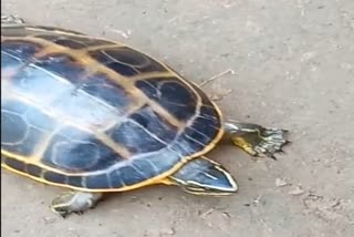 Rare tortoise rescued