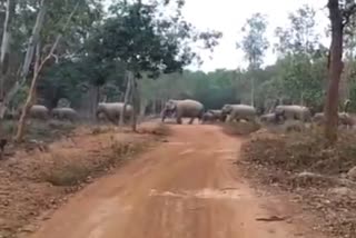 IFS officer Parveen Kaswan elephants discipline video tweet goes viral