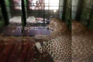 Cheeta captured