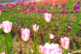 tulip farming in kothiyalsain at chamoli