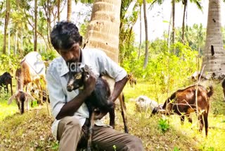 ಗೋಪಾಲ ಕೃಷ್ಣನ್, Man donates his own house for Orphan pet animals