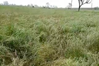 Heavy rains and hail in Dholpur