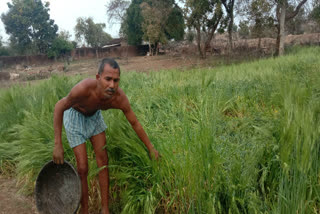Rain came as a disaster for farmers in chhatarpur