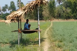 What did the Agriculture Officer say on the rains for 2 days