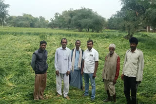 Crops damaged due to heavy rain