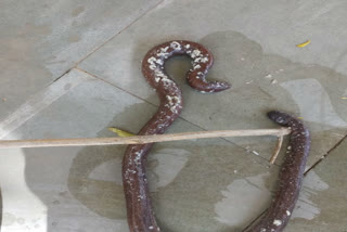 Accused arrested with two-faced snake