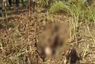 skeleton found in a mustard, भीलवाड़ा न्यूज, राजस्थान न्यूज, bhilwara news