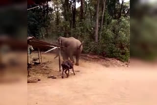 A single elephant come infront of the house