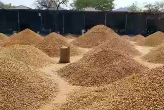 Huge peanut yields to the Emiganoor market