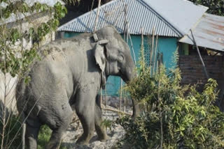 Elephant enters village