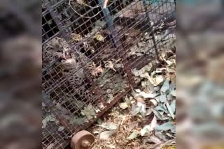 In Makali hill leopard capture in cage