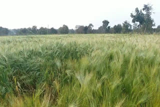 Farmers upset due to loss of crops due to rain