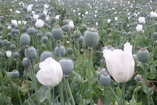 opium crop in Chittorgarh, चित्तौड़गढ़ अफीम फसल